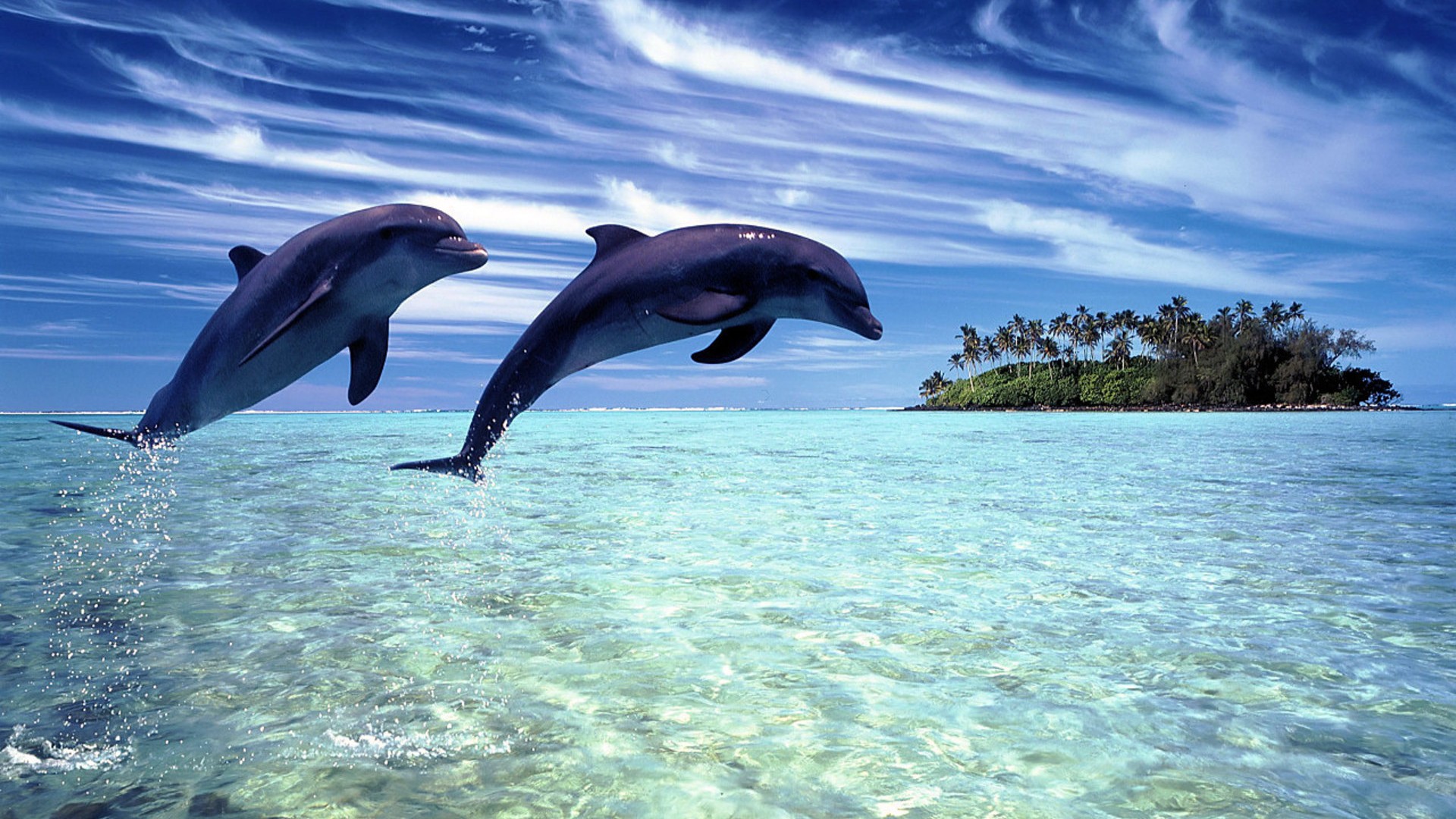 desktop dolphins animals images wallpaper