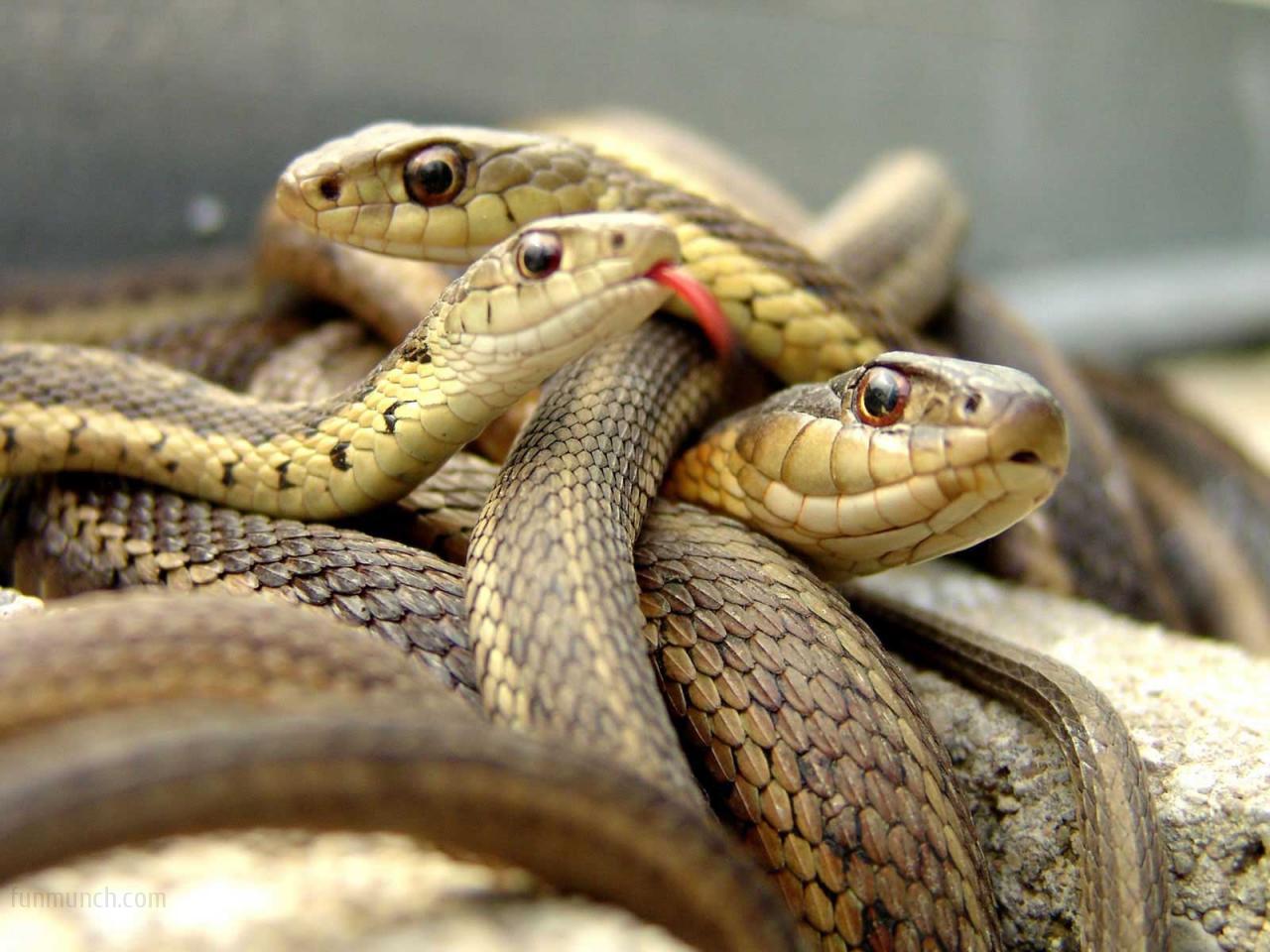 desktop download animal photos