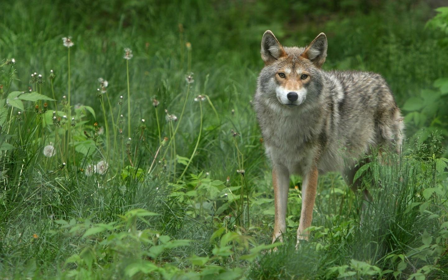 desktop download wolf images wallpaper