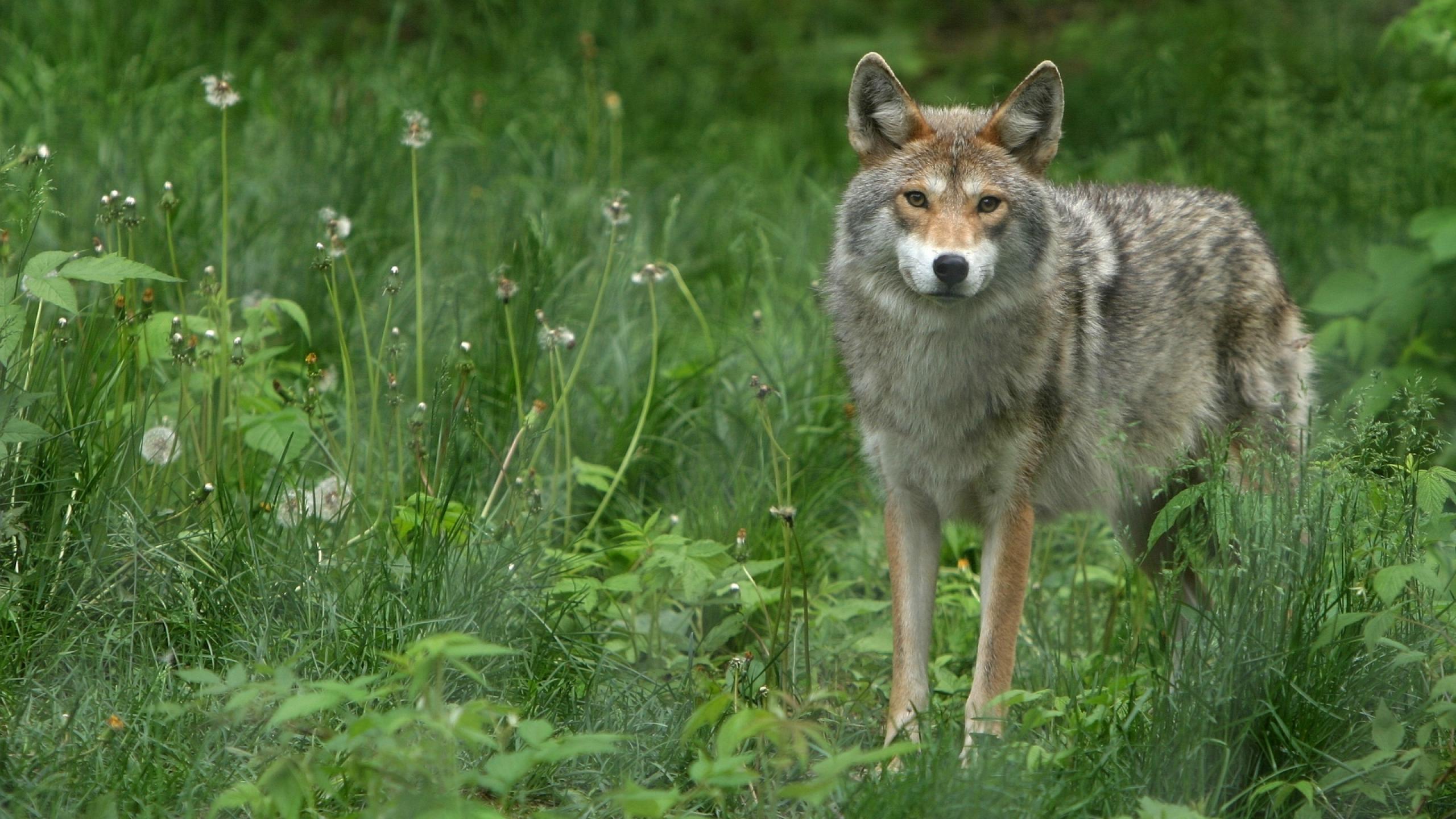 desktop download wolf pics wallpaper