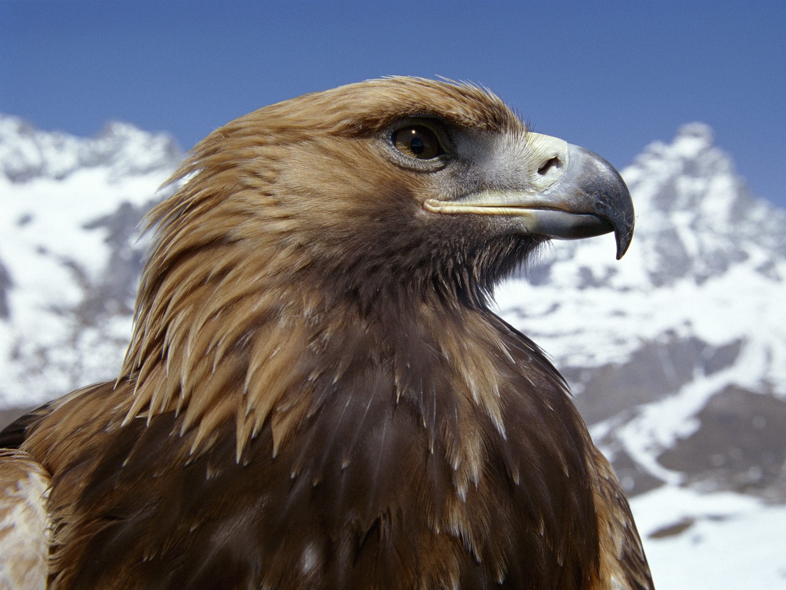 desktop eagle animals pics dowload