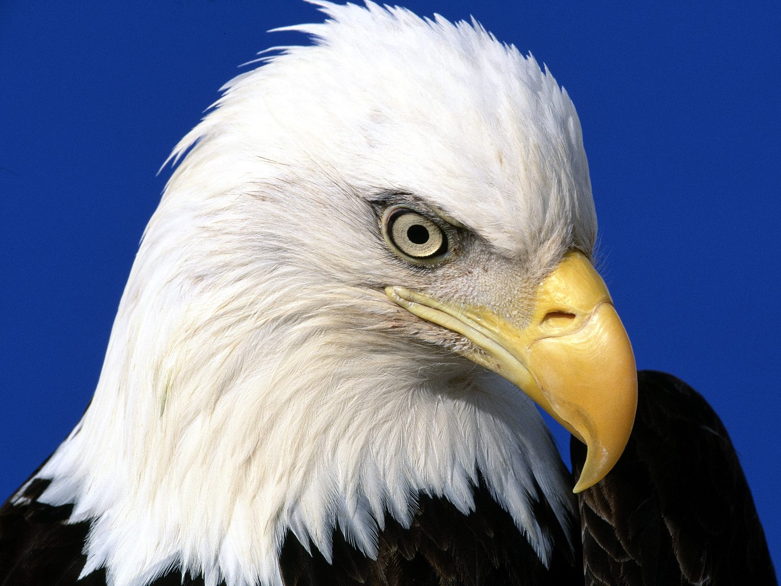 desktop eagle animals pictures wallpaper