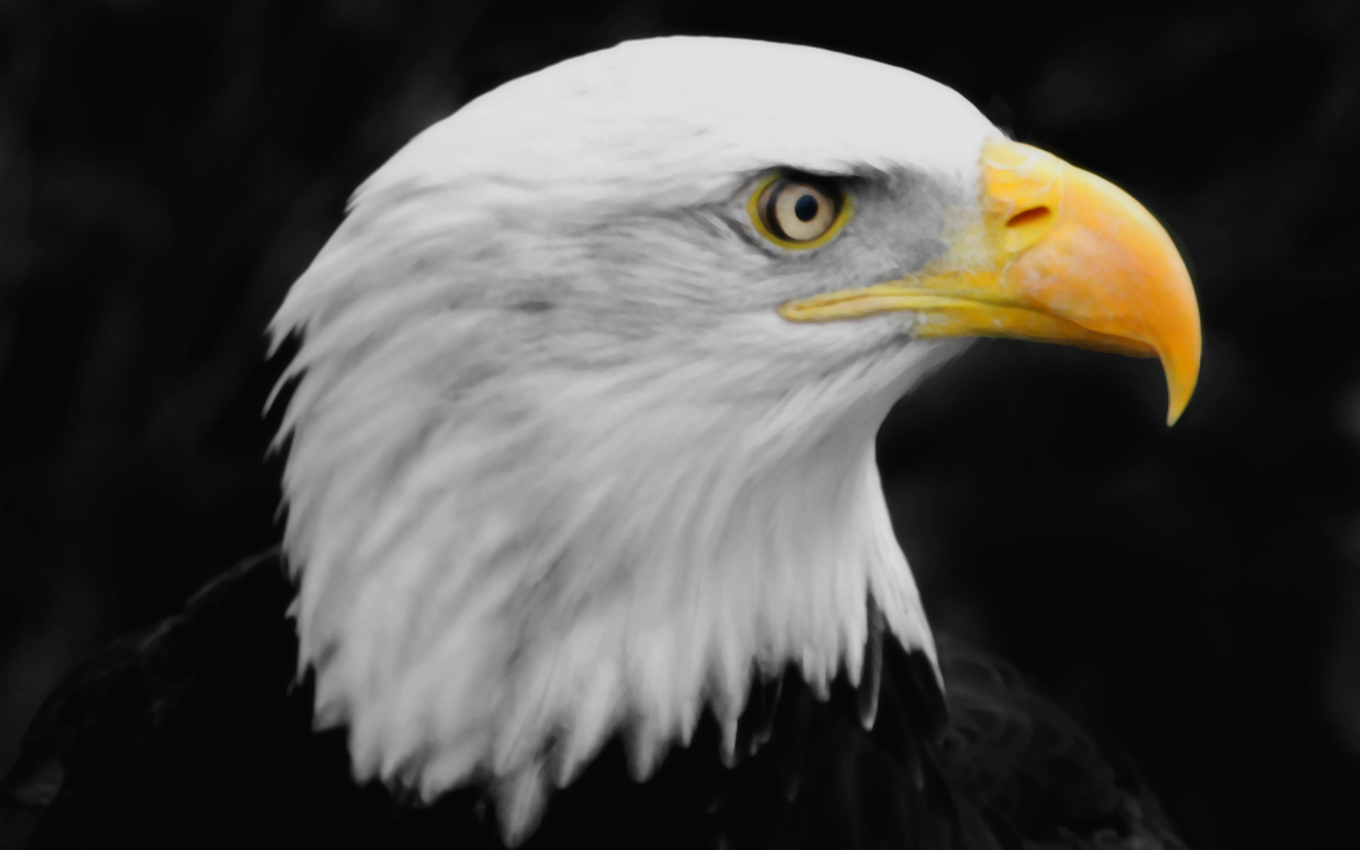 desktop eagle animals pictures