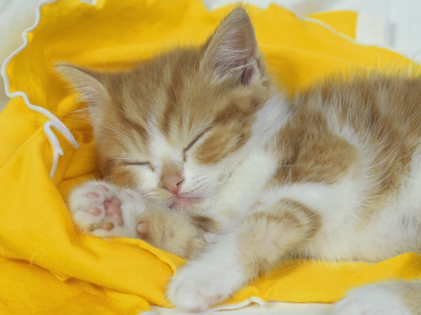 desktop find funny cat images dowload