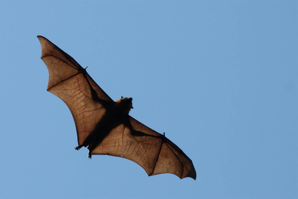 desktop flying fox pictures