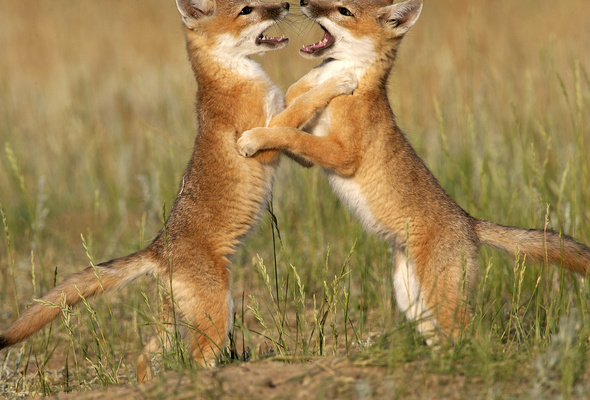 desktop fox animals images wallpaper