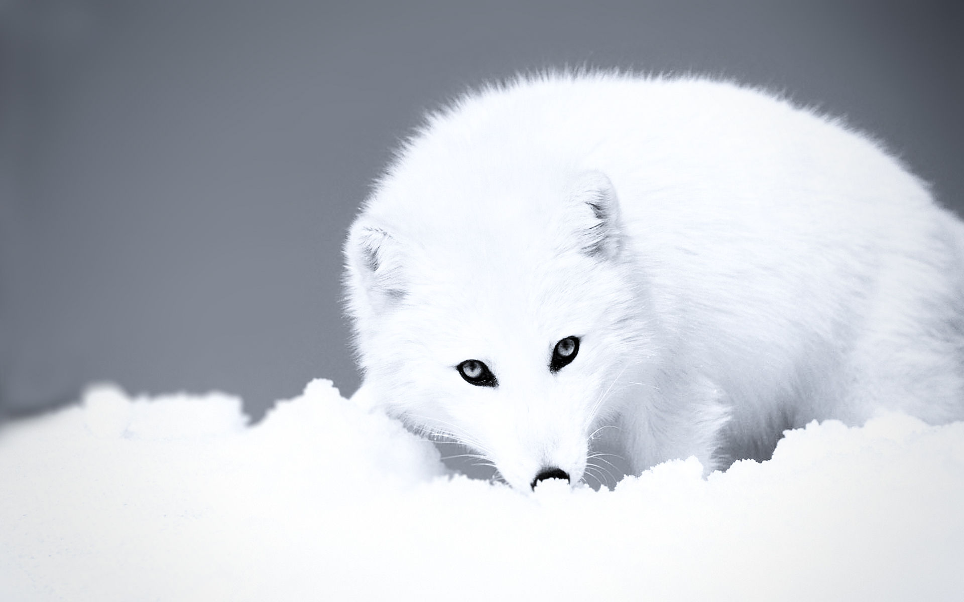 desktop fox photo gallery wallpaper
