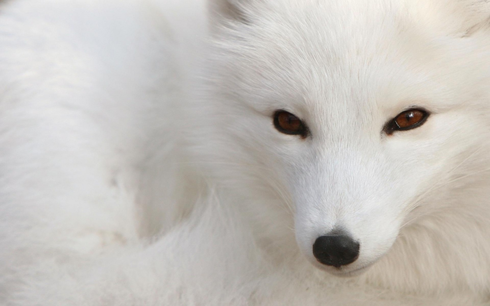 desktop fox pics to print wallpaper