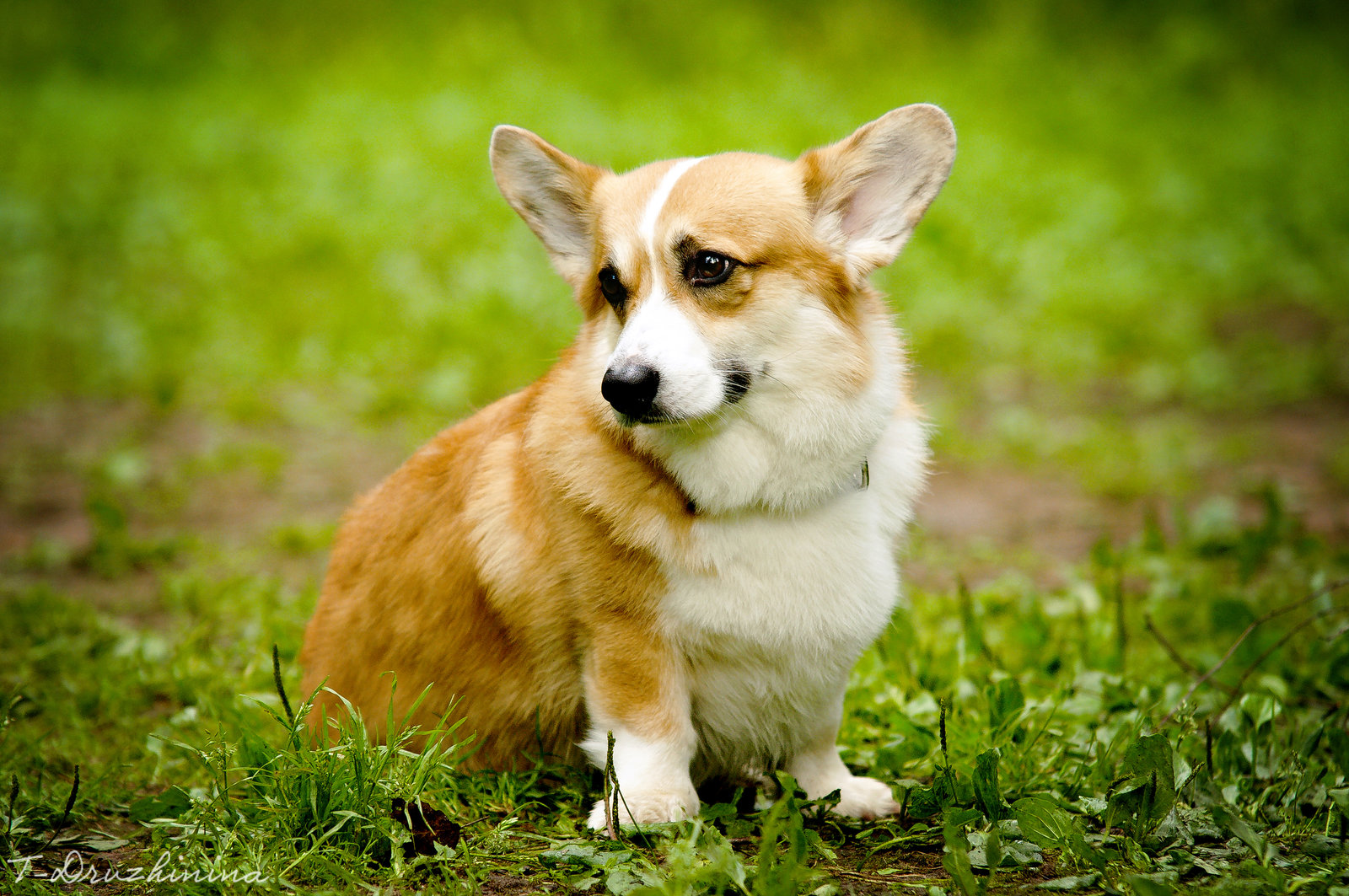 desktop fox terrier pictures wallpaper