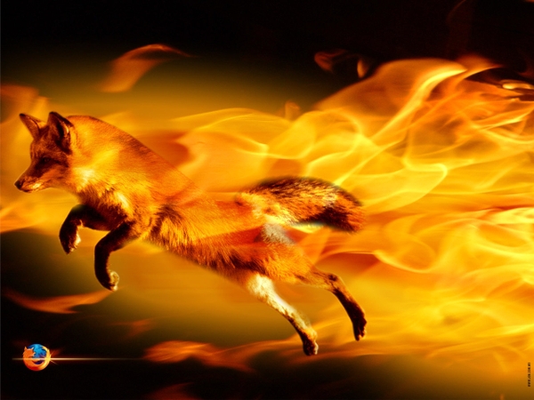 desktop foxes animals pictures wallpaper