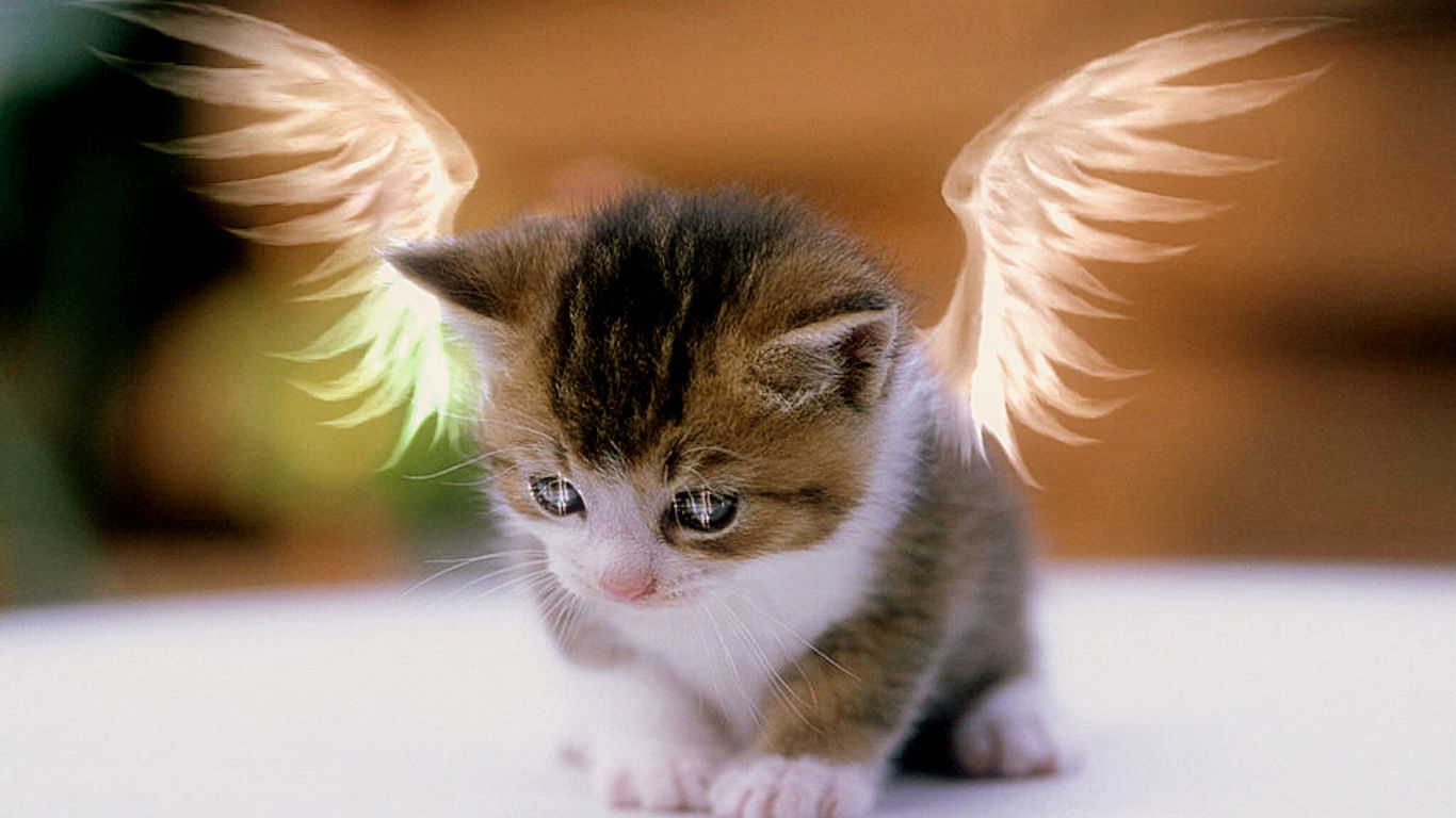 desktop free animals images download wallpaper