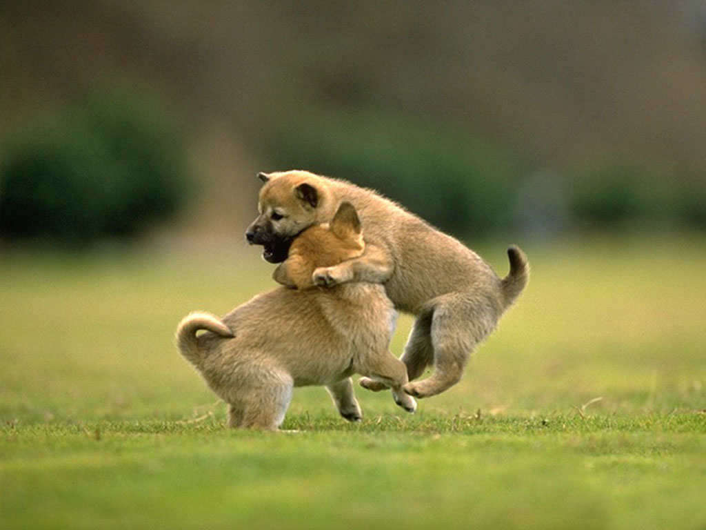 desktop free download animals photo wallpaper