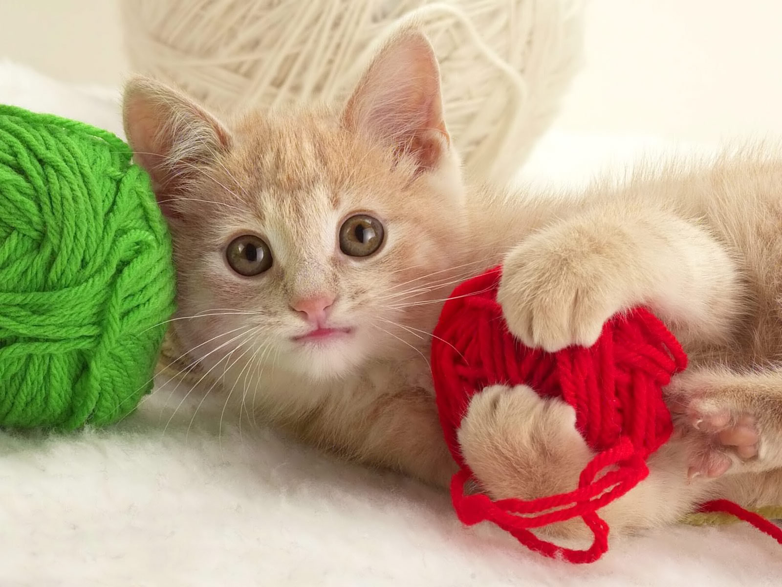 desktop free funny cat images dowload