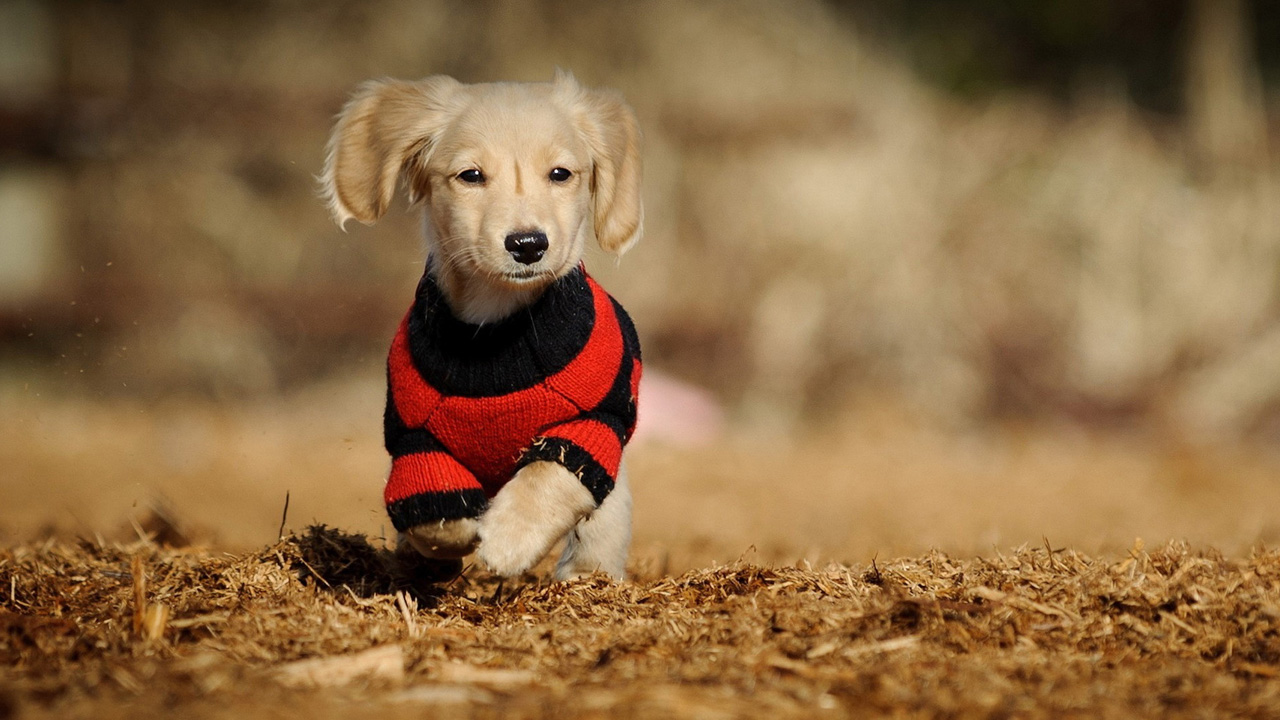 desktop free funny dog pics dowload