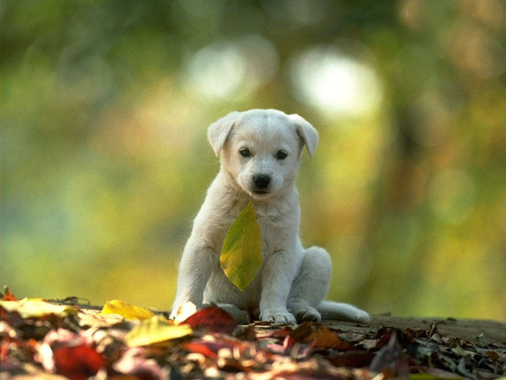 desktop free images animals wallpaper