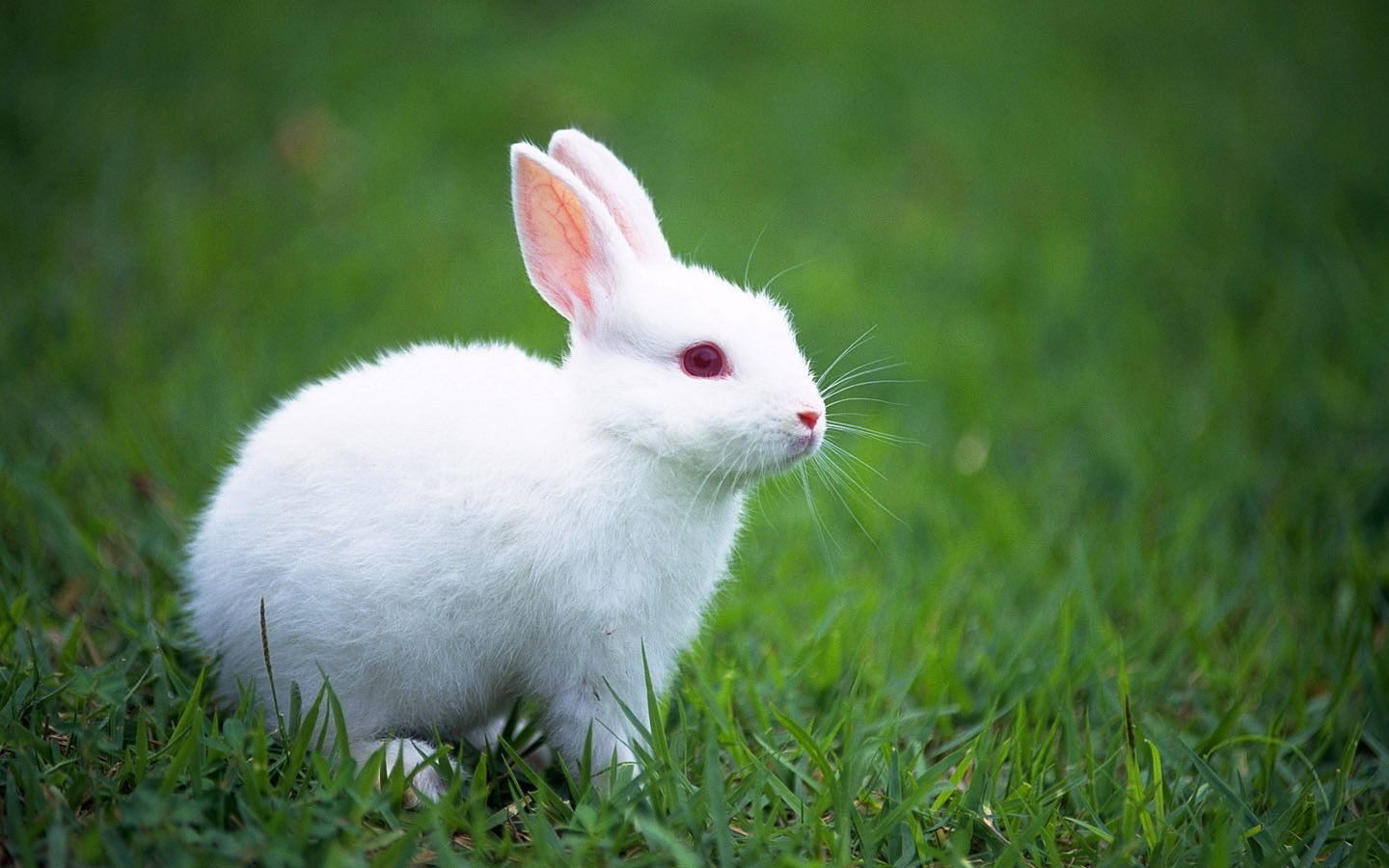 desktop free photos animals wallpaper