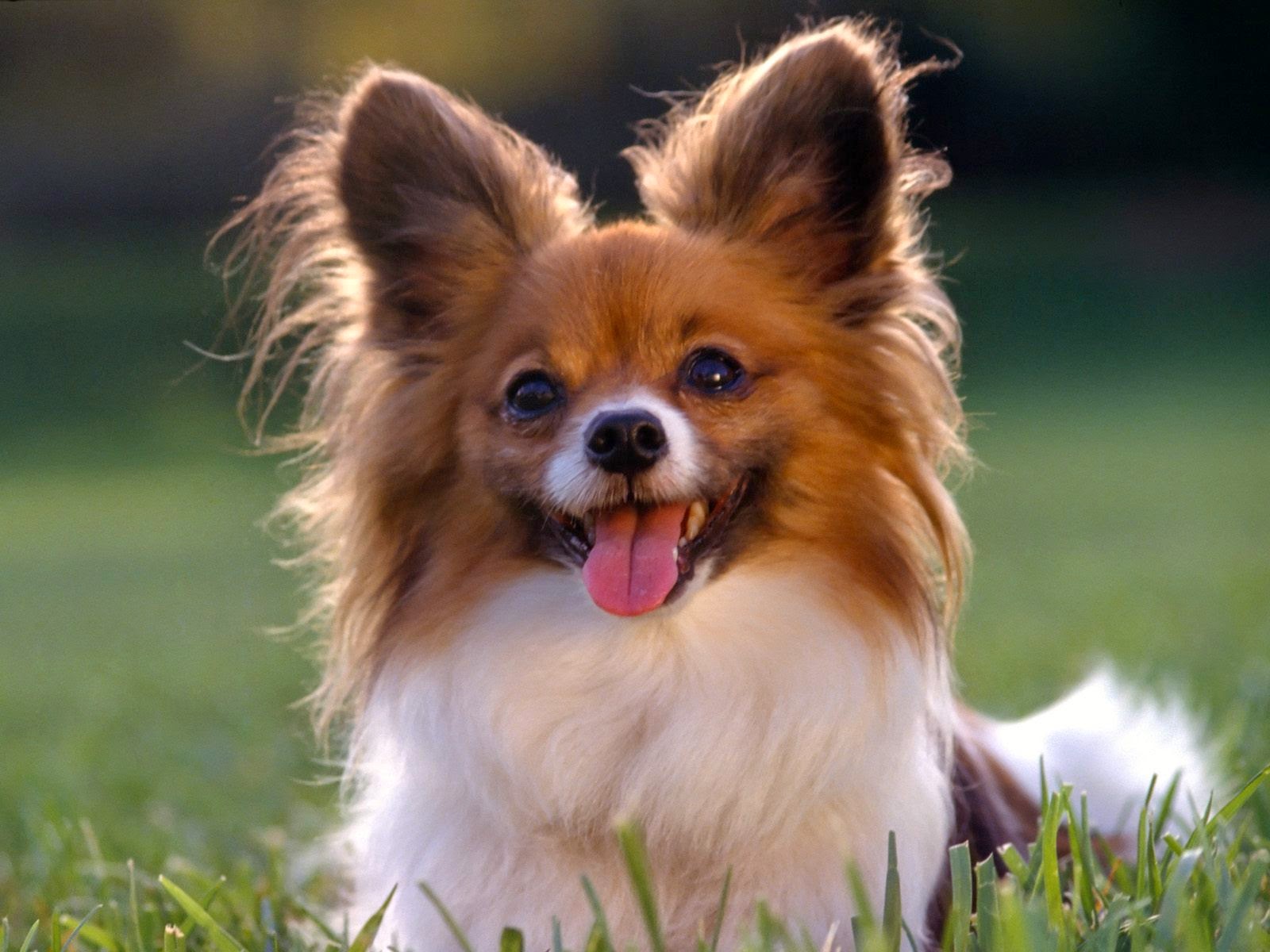 desktop free stock photos dogs dowload