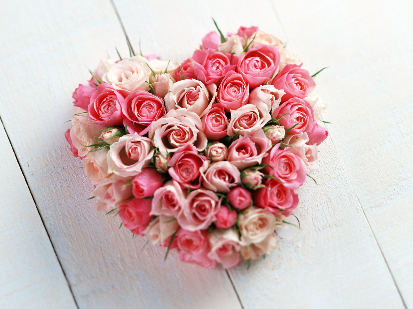 desktop free wallpaper rose dowload