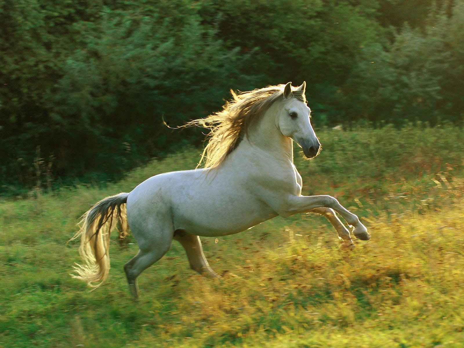 desktop free wallpapers animals
