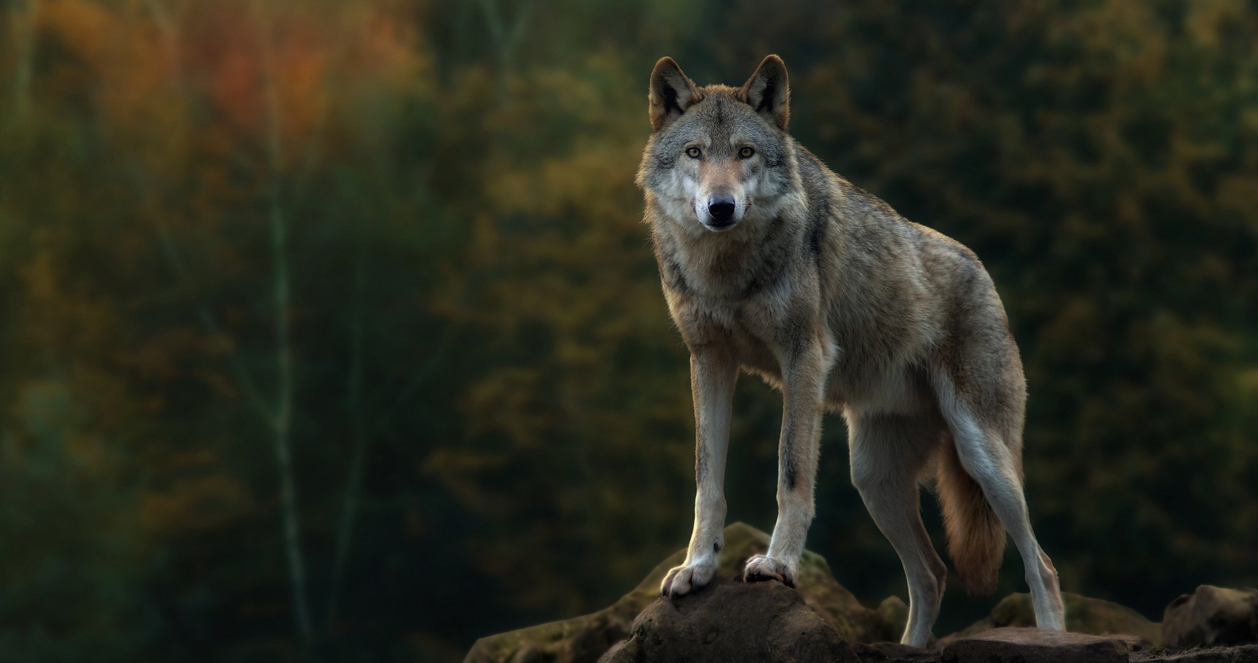 desktop free wolf images to download wallpaper