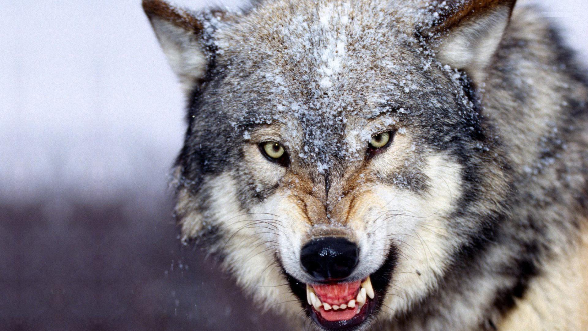 desktop free wolf wallpaper download