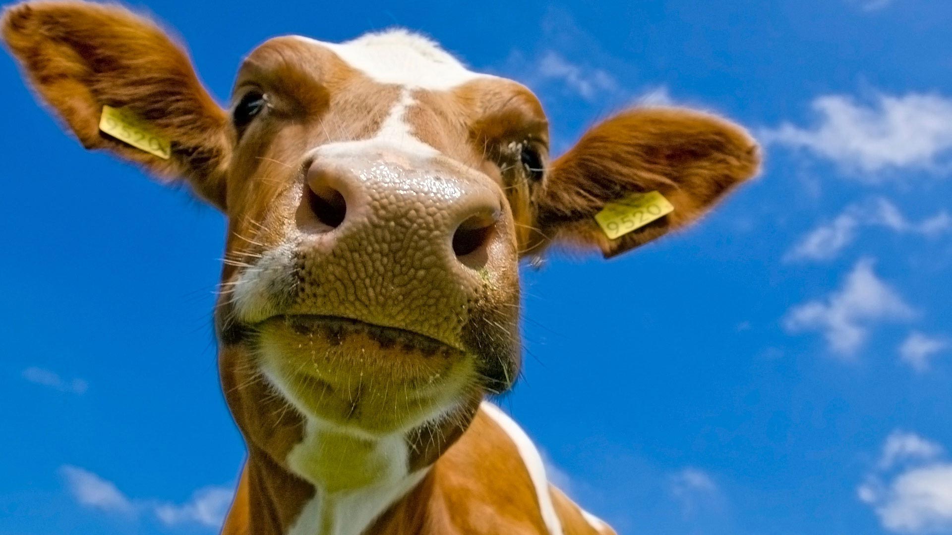 desktop funniest animals images wallpaper