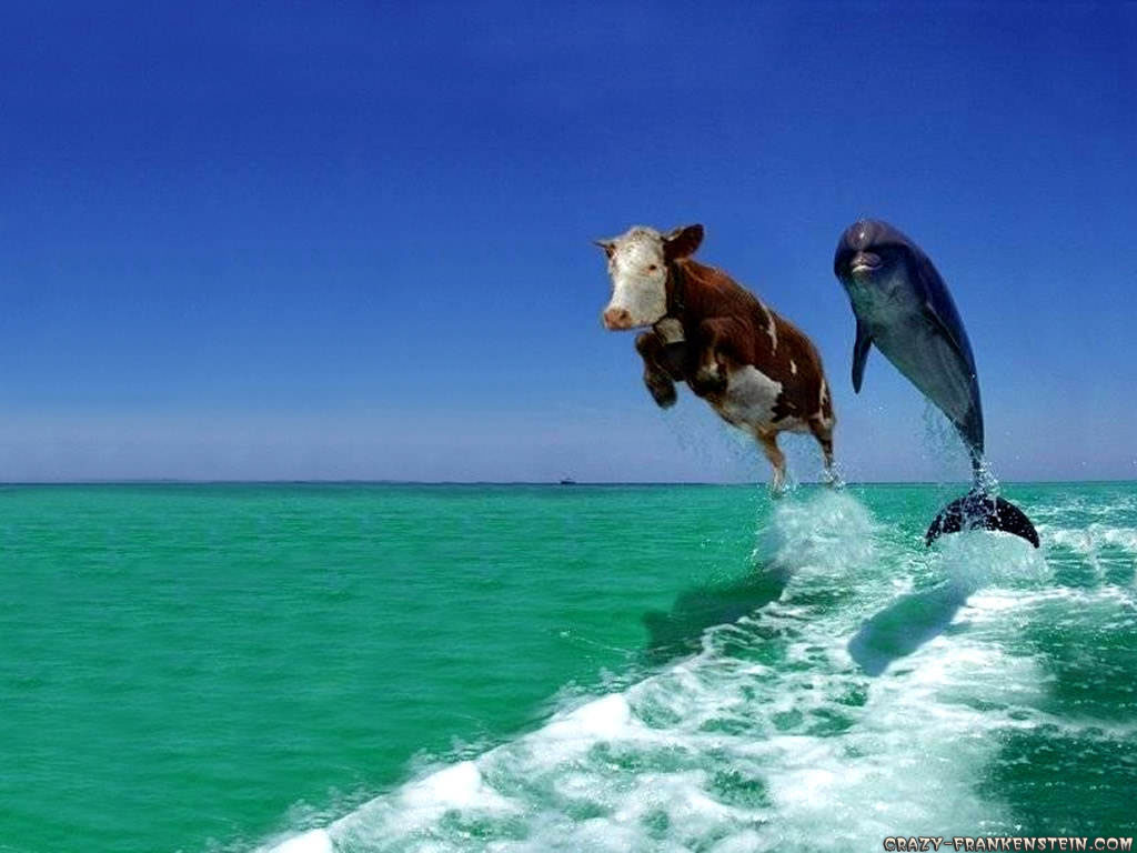 desktop funniest animals pictures wallpaper