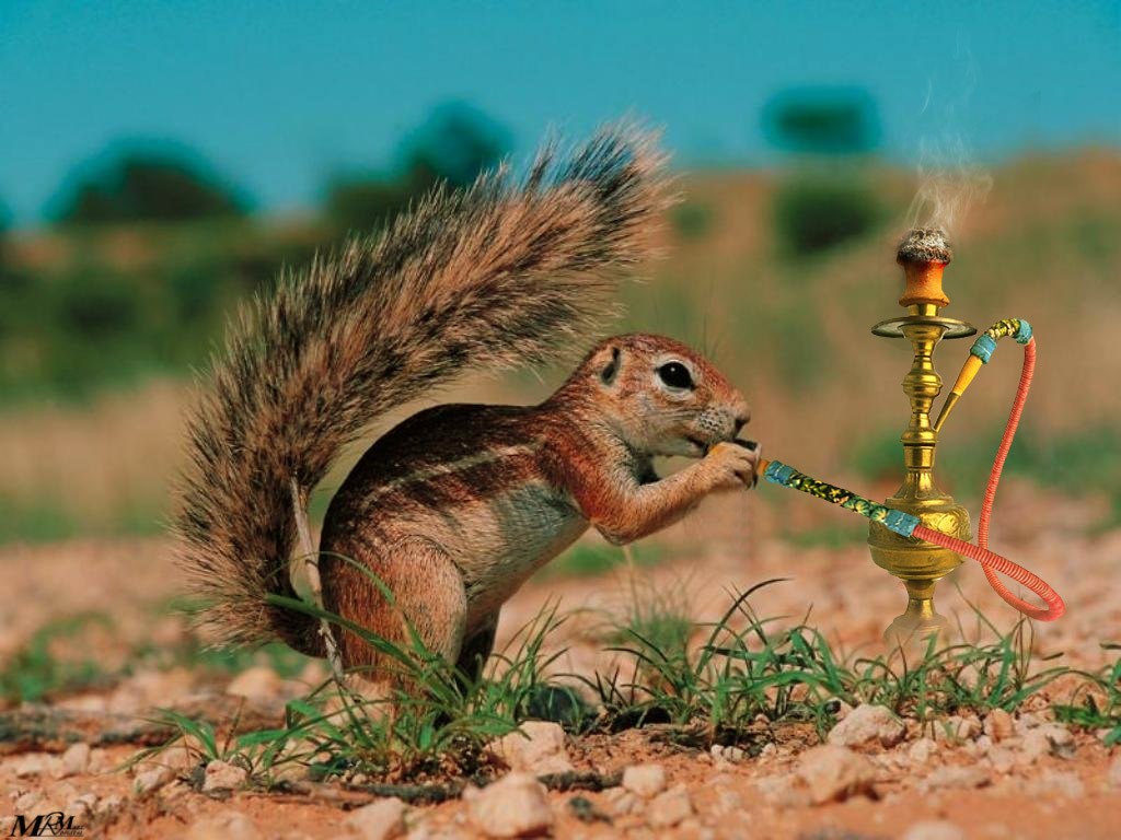 desktop funny animals wallpapers