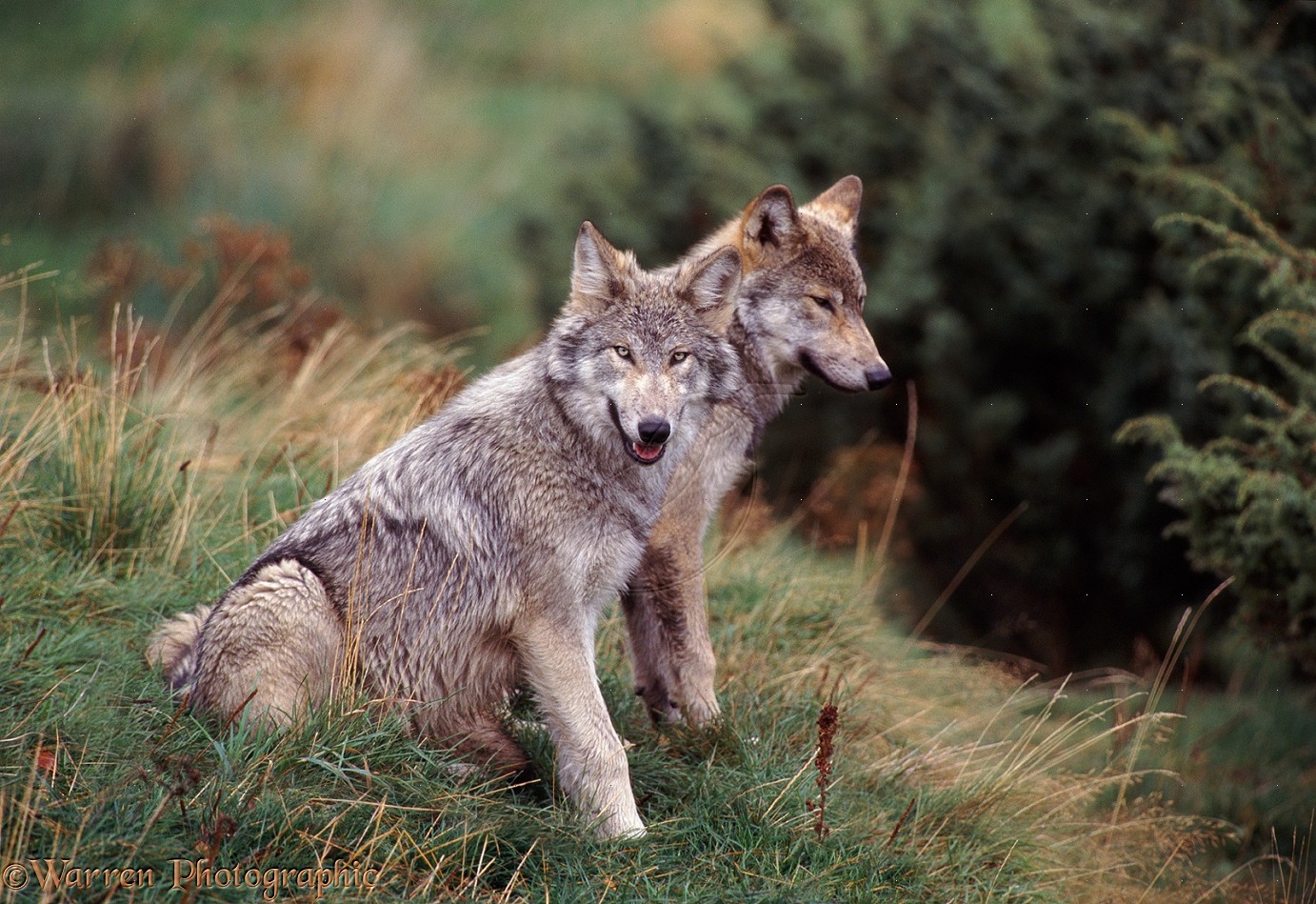 desktop grey wolf images and facts dowload