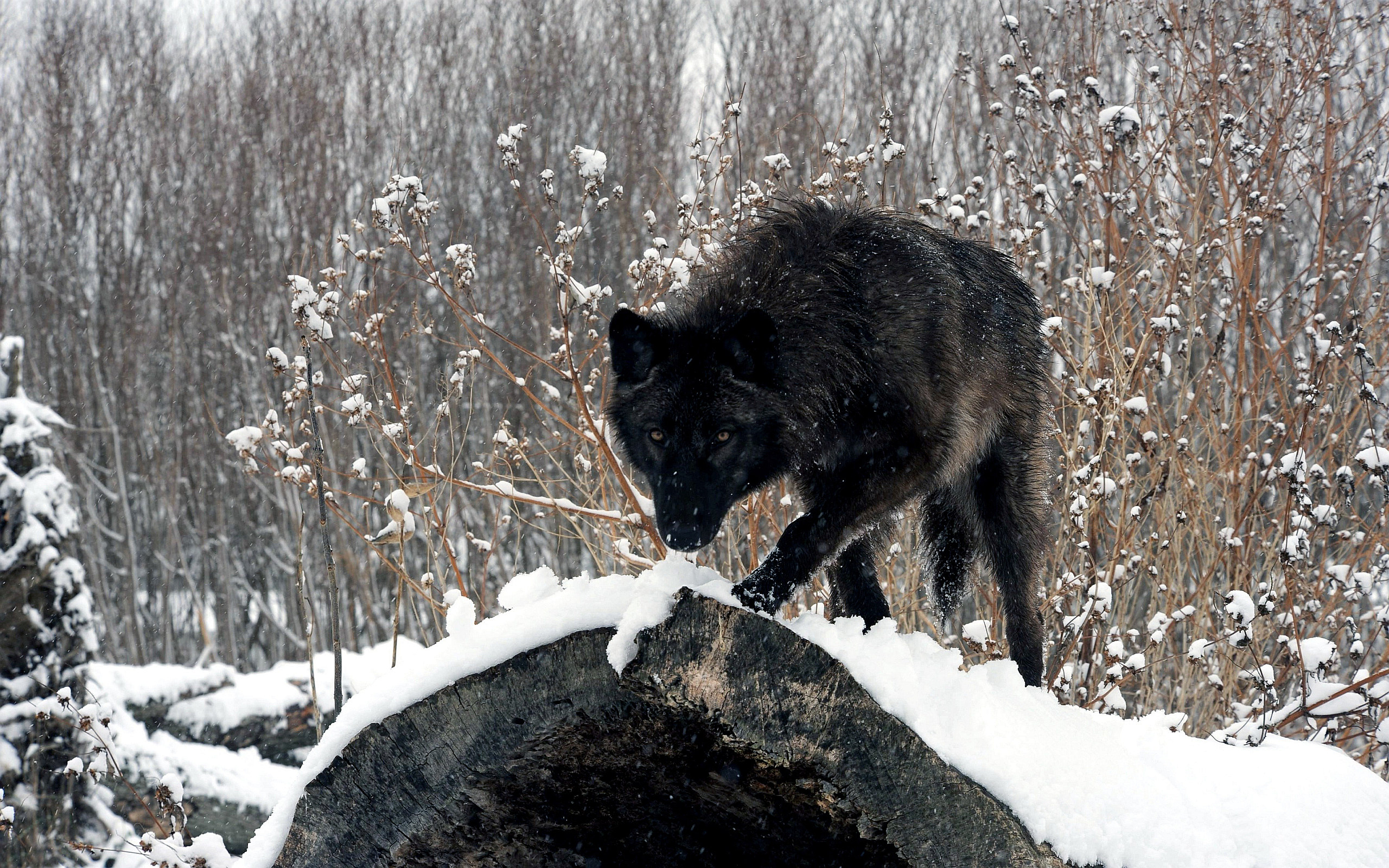 desktop grey wolf photography dowload