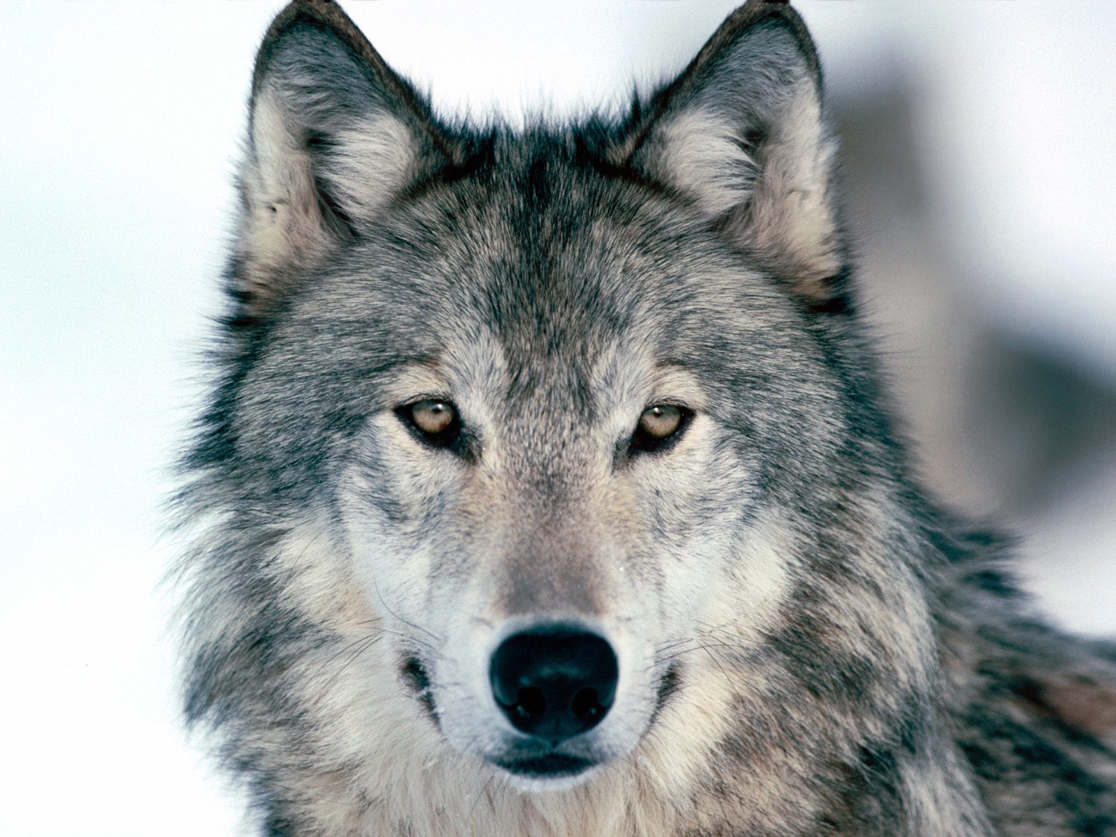 desktop grey wolf pics