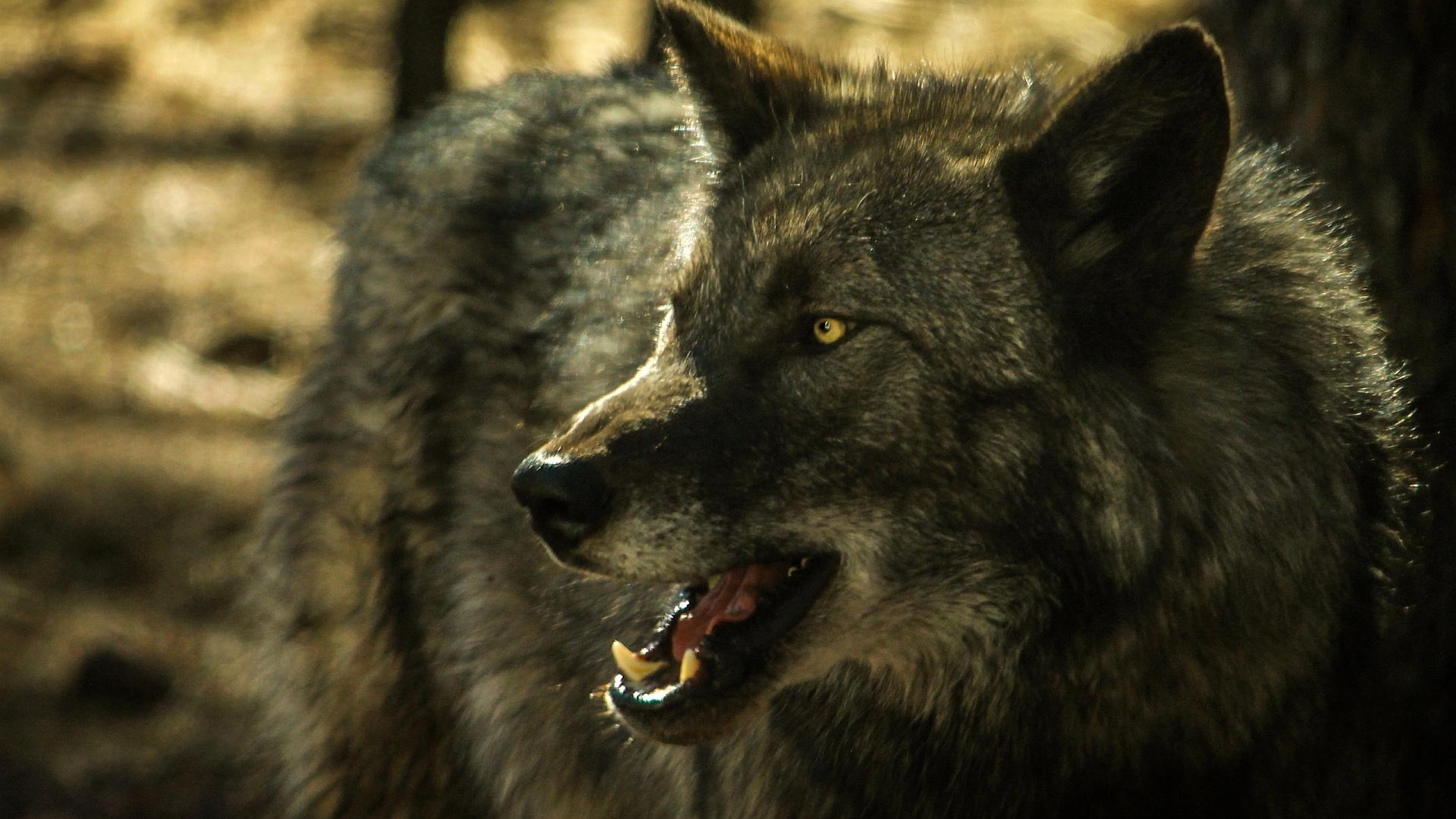 desktop grey wolf picture dowload