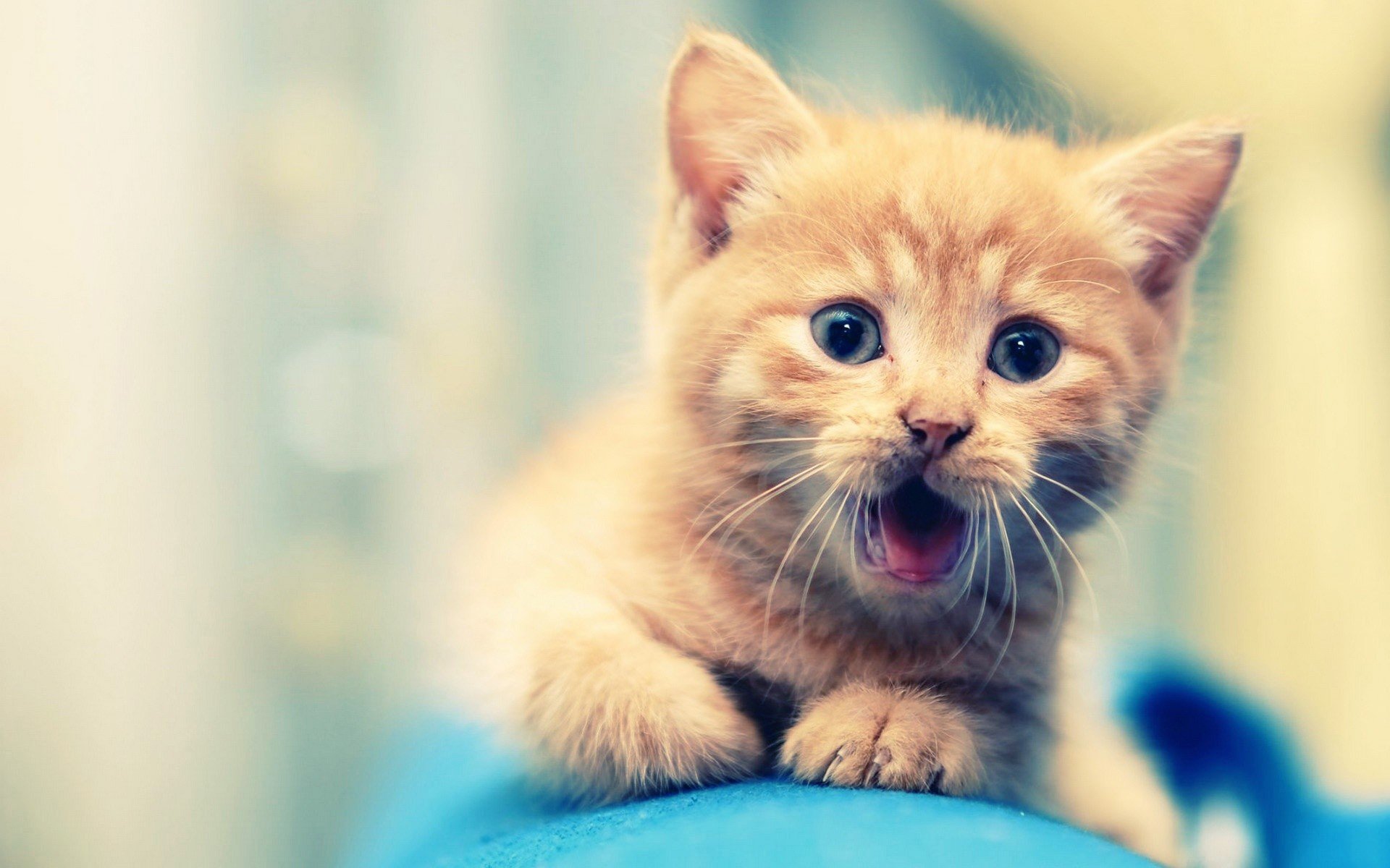 desktop hd adorable baby animal pics