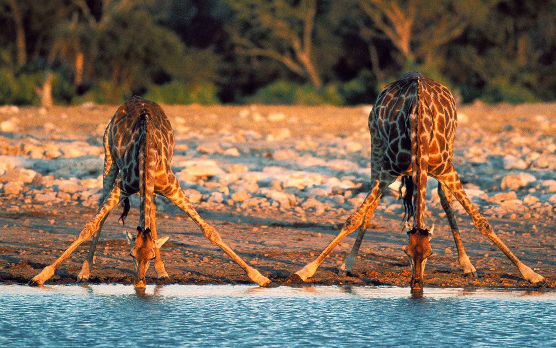 desktop hd african animals pics