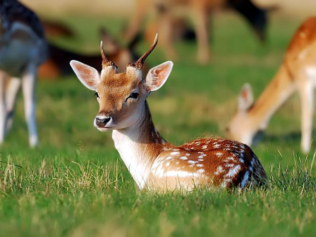 desktop hd animal baby pics