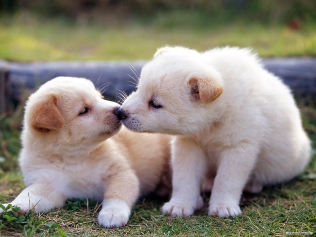 desktop hd animal pictures baby