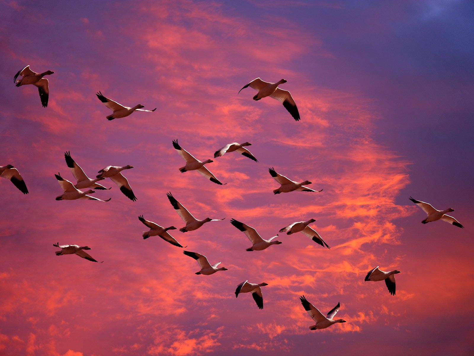 desktop hd animals birds wallpaper