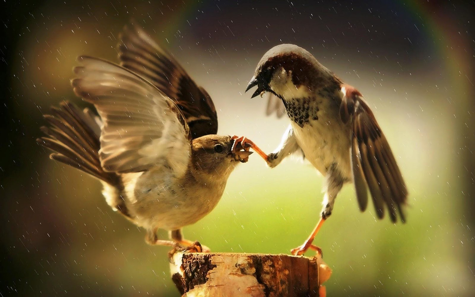 desktop hd animals birds wallpapers