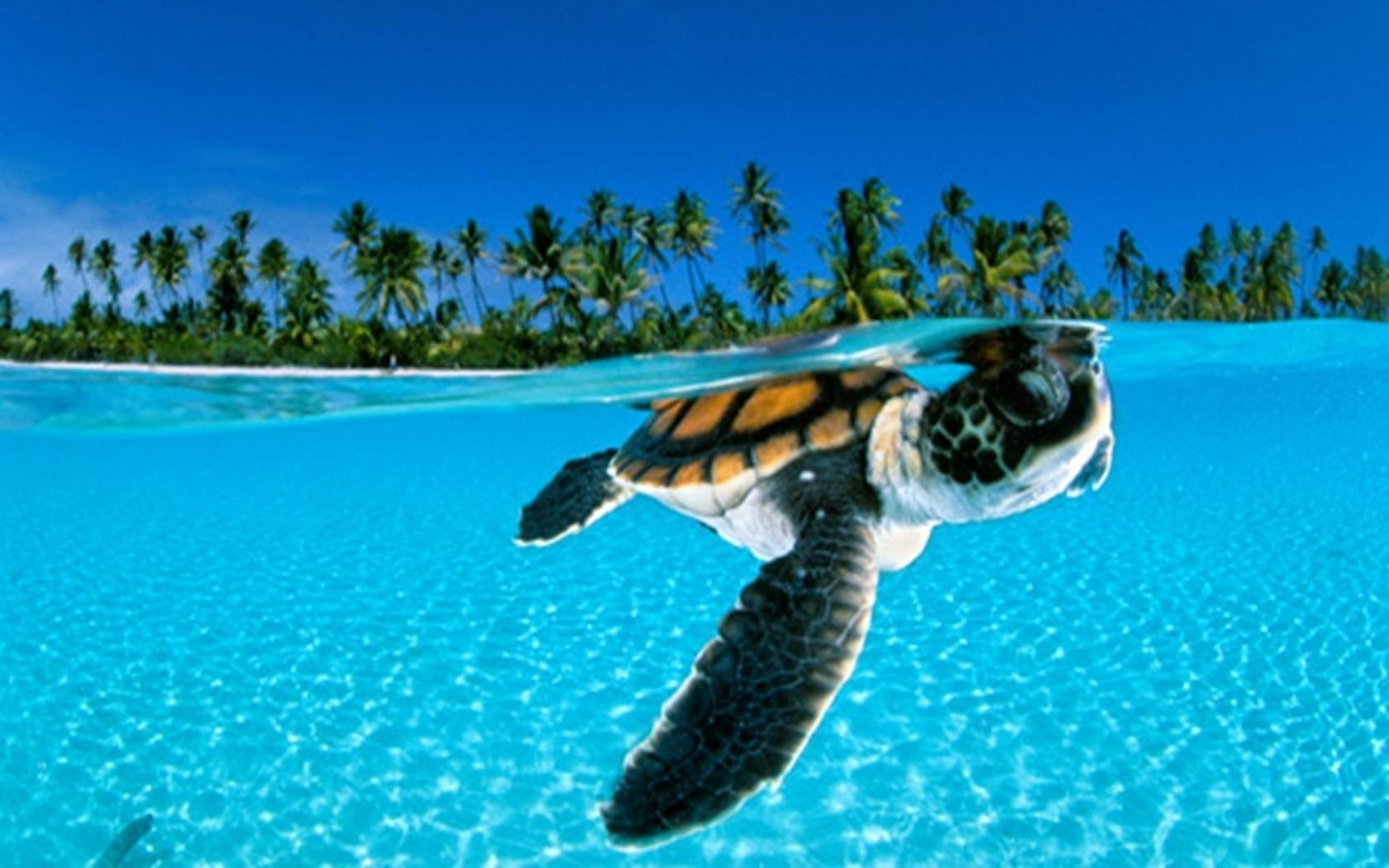 desktop hd animals images free