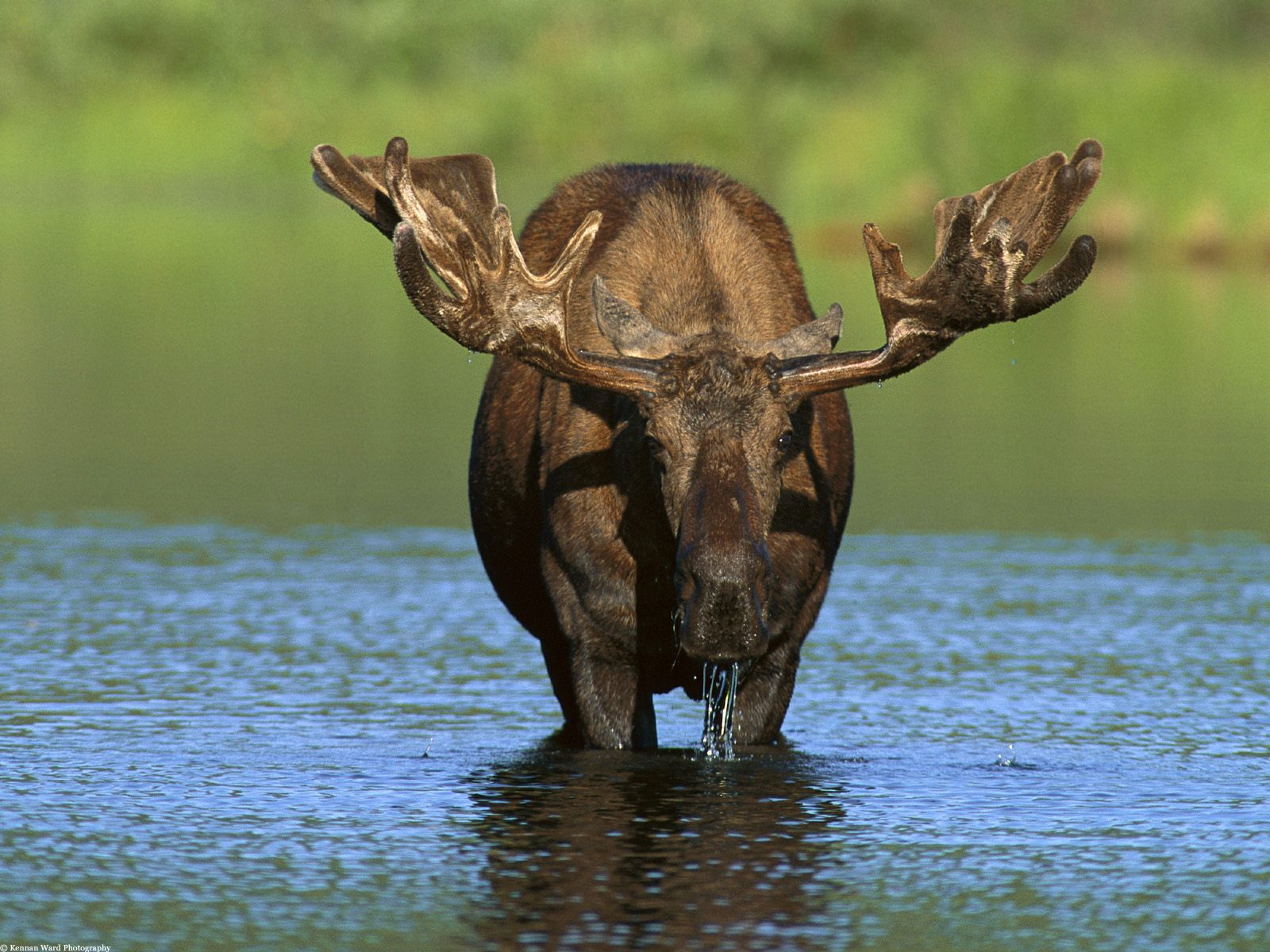 desktop hd animals in the wild pics