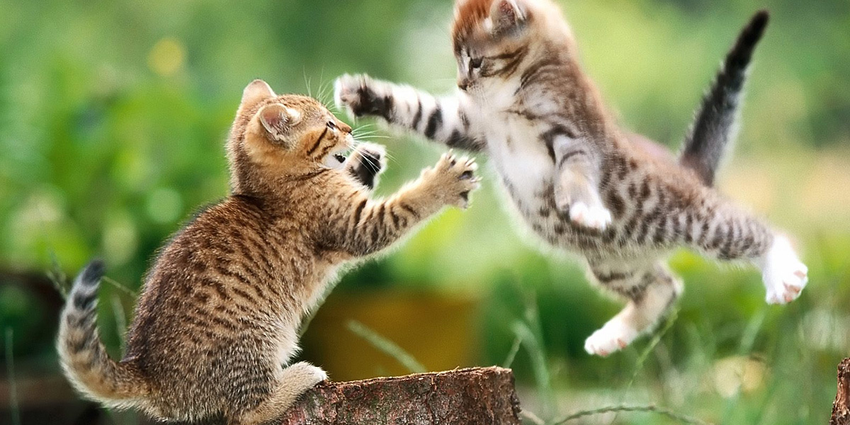 desktop hd animals photos free download