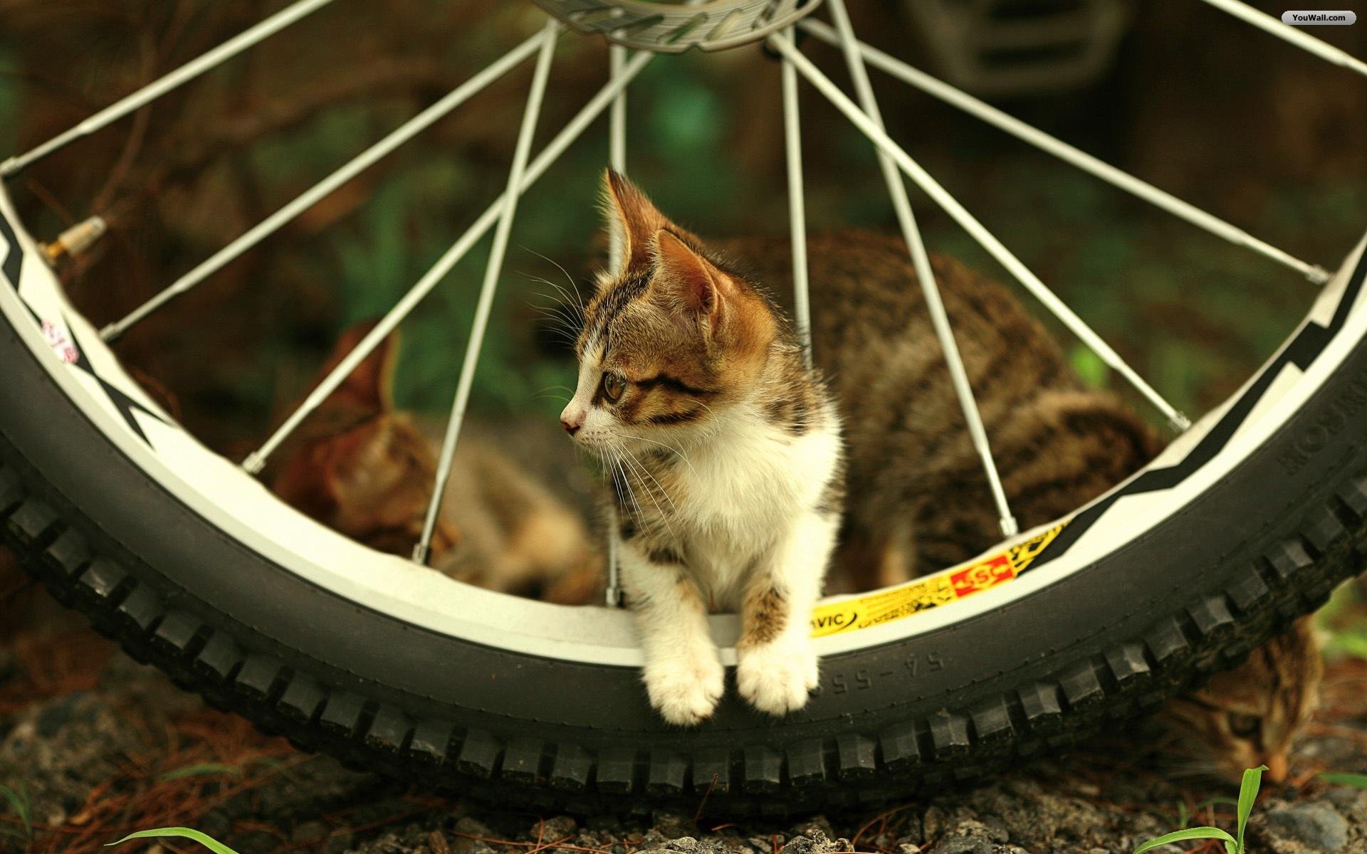 desktop hd beautiful images of cats