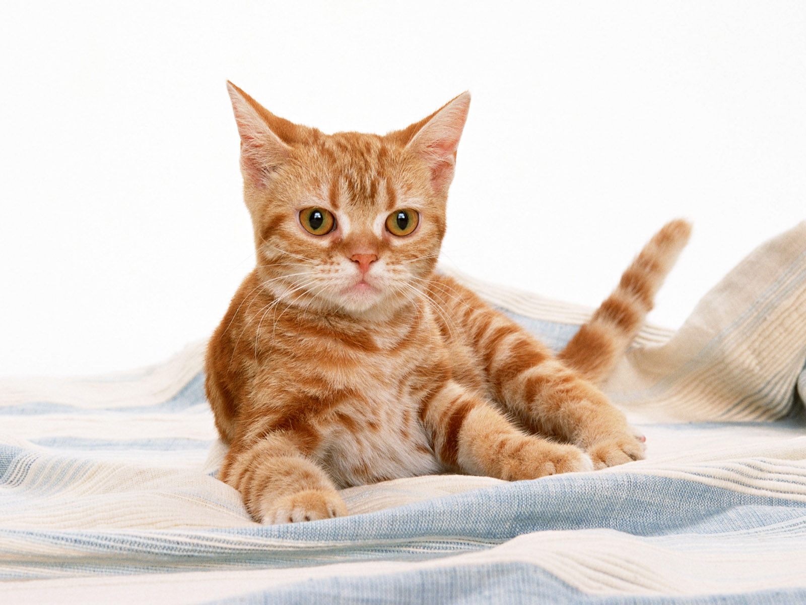 desktop hd beautiful pics of cats