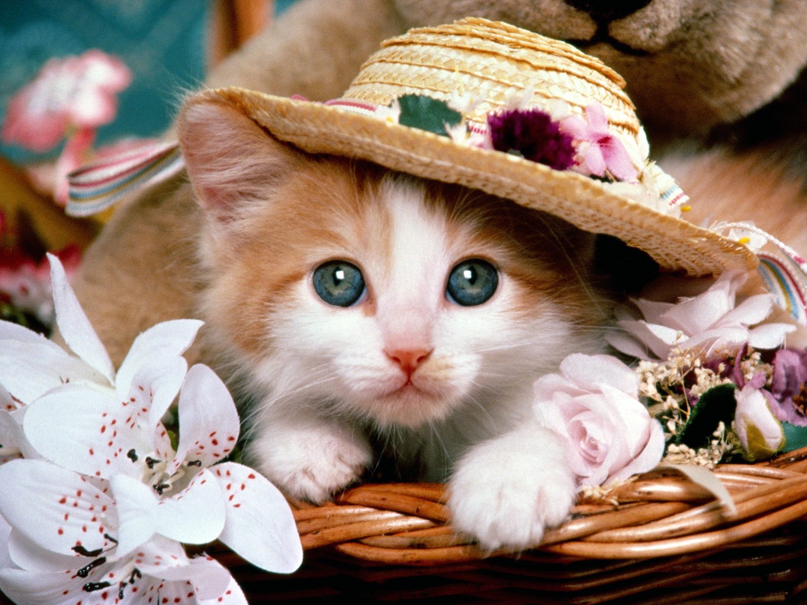 desktop hd beautiful pictures of cats