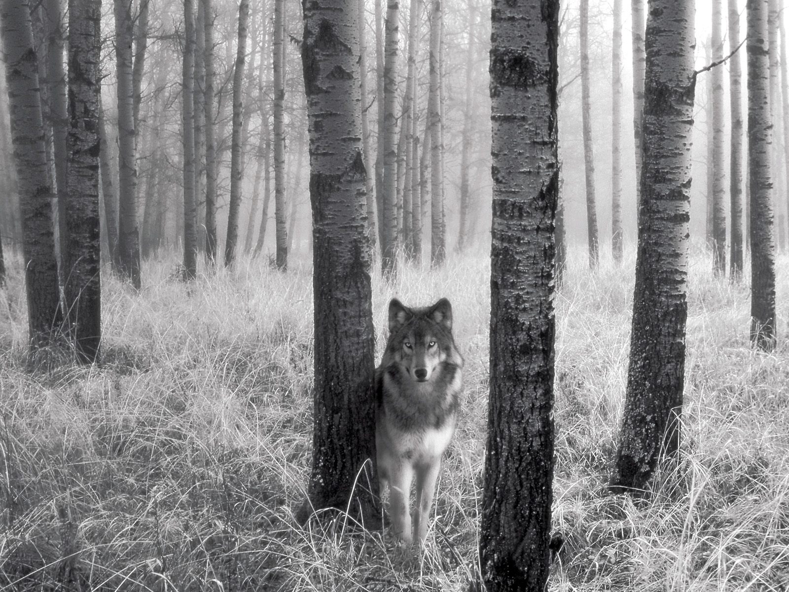desktop hd beautiful white wolf images