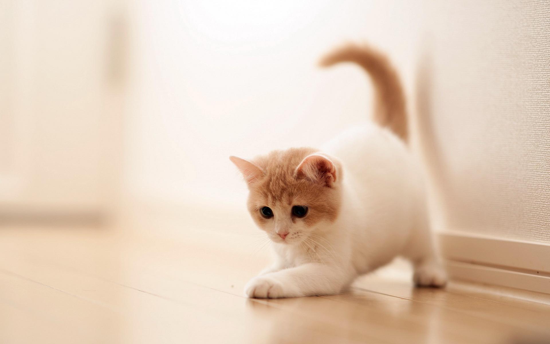 desktop hd cat pics to download