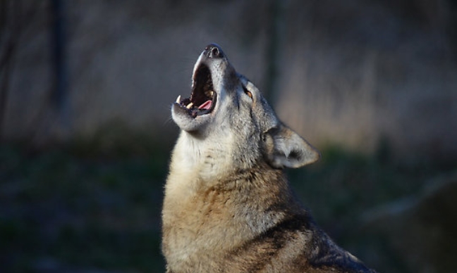 desktop hd cool animated wolf pics