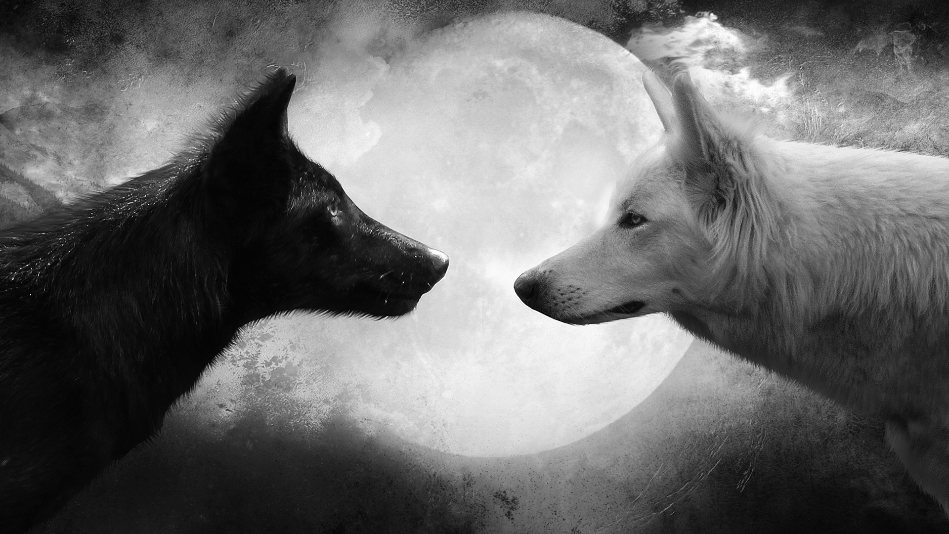 desktop hd cool wolf images
