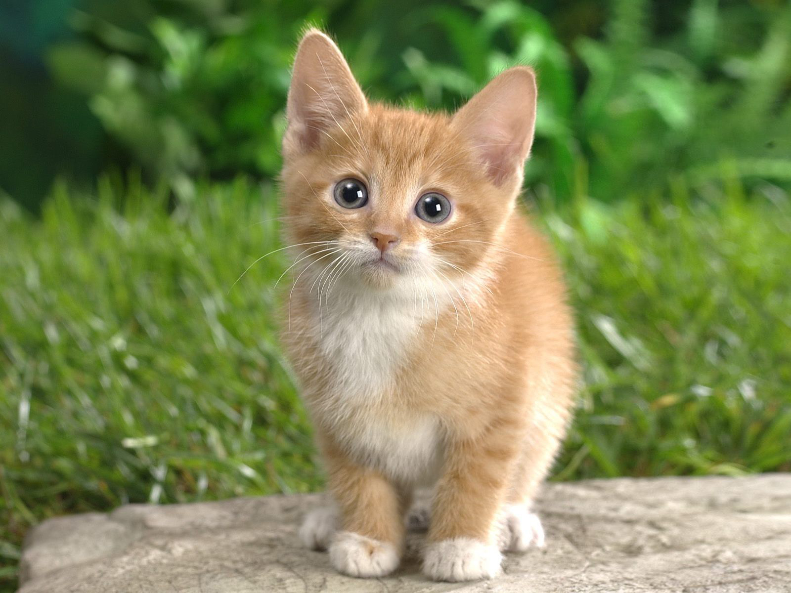 desktop hd download cat pics