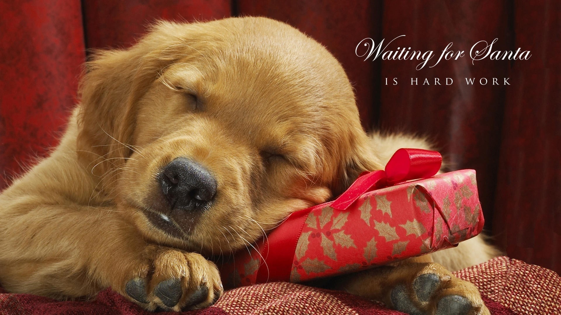 desktop hd download dog pics free